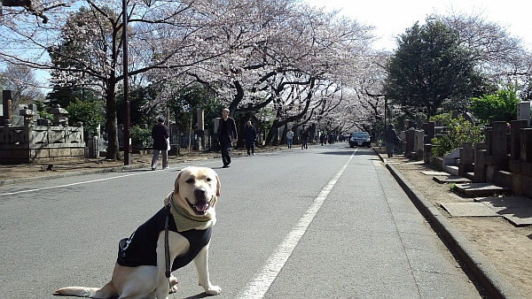 谷中の桜.jpg